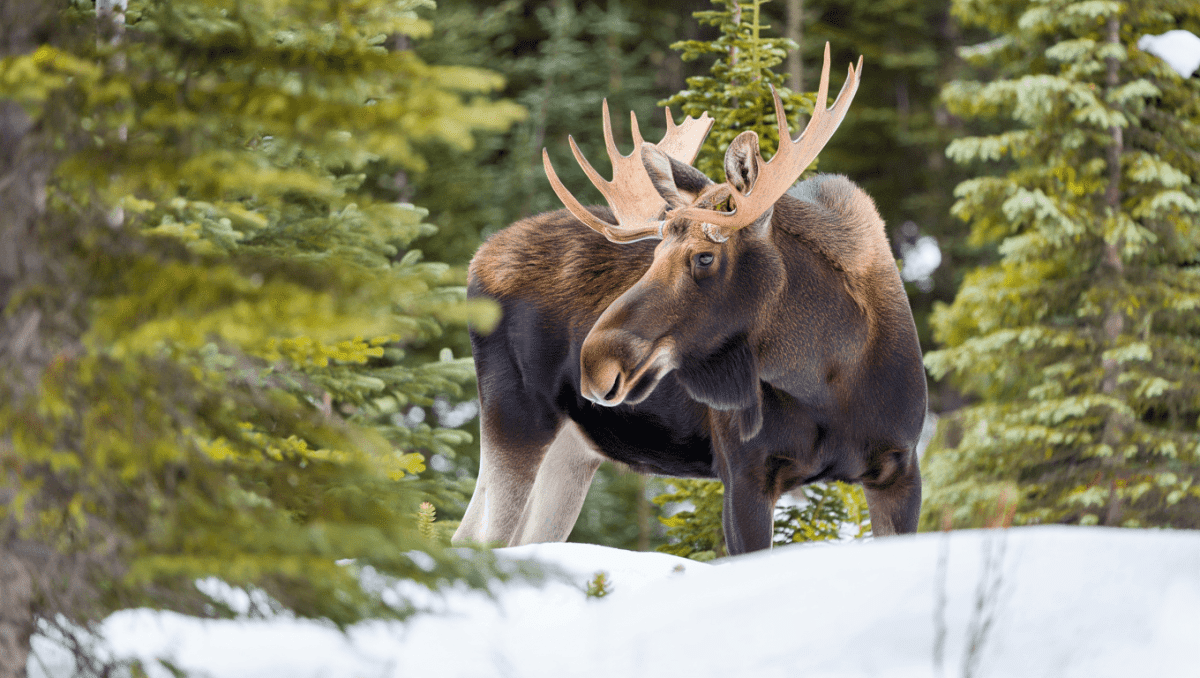 New Research Challenges a Long-Held Myth About Colorado Moose