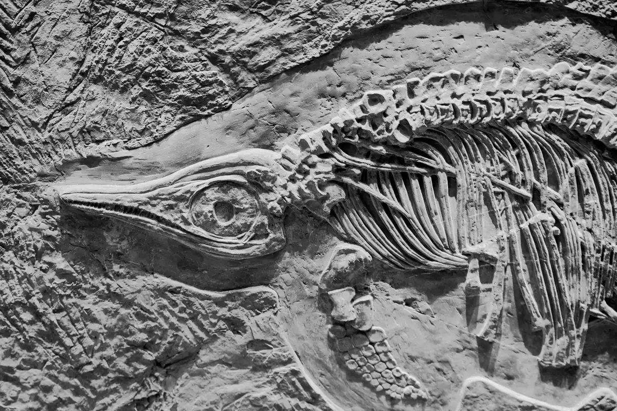 Mappa paleogeografica interattiva con punti di dati sovrapposti che mostrano la distribuzione di fossili nel tempo geolo