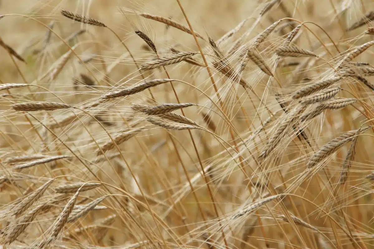 Semi di cereali selvatici con rachide fragile in dispersione naturale