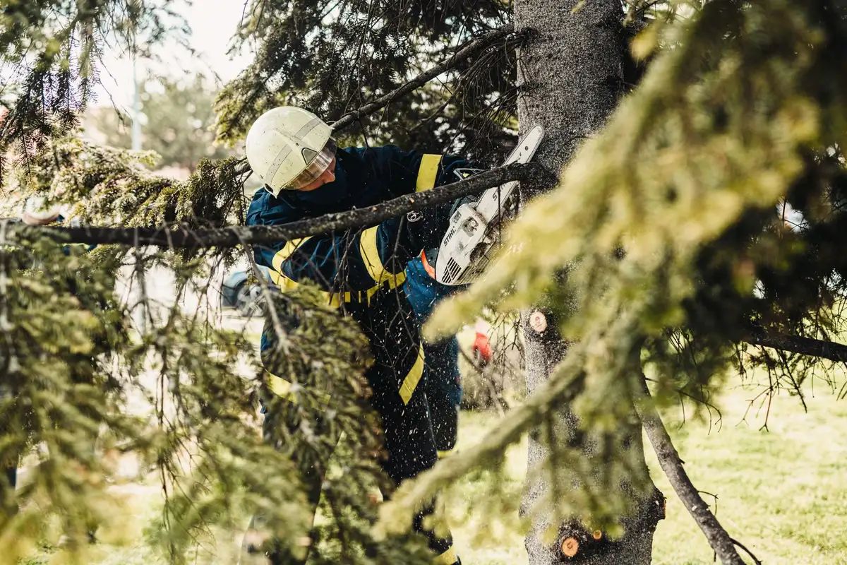 Operai forestali durante il taglio controllato e la pulizia regolare della vegetazione