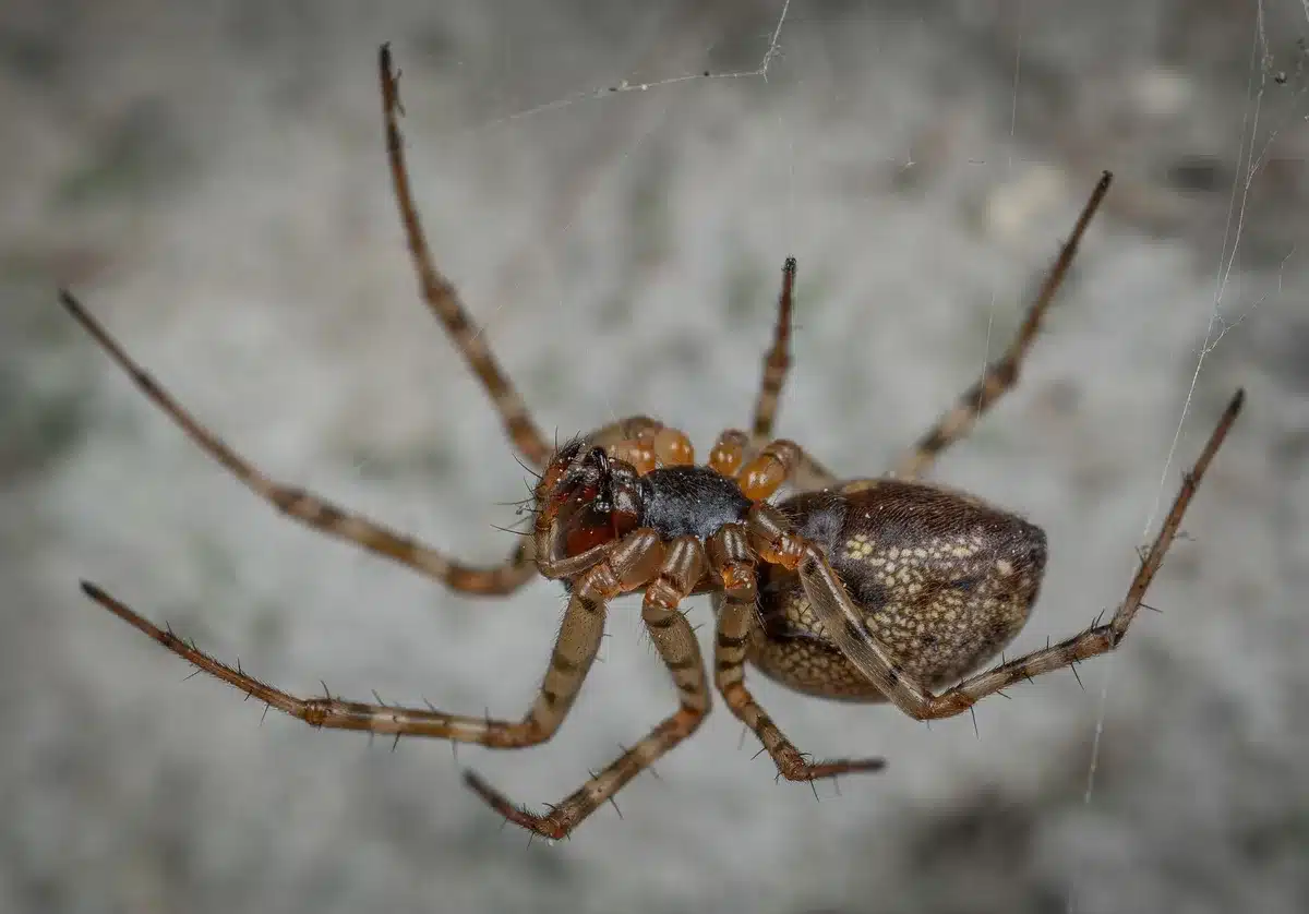 Ragno con zanne velenifere, esempio di evoluzione dei cheliceri moderni