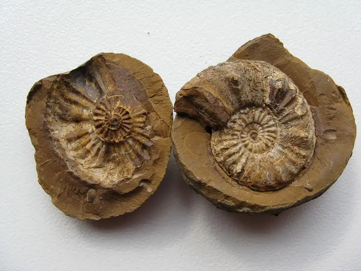 Frammenti cranici e denti fossili su un vassoio di laboratorio