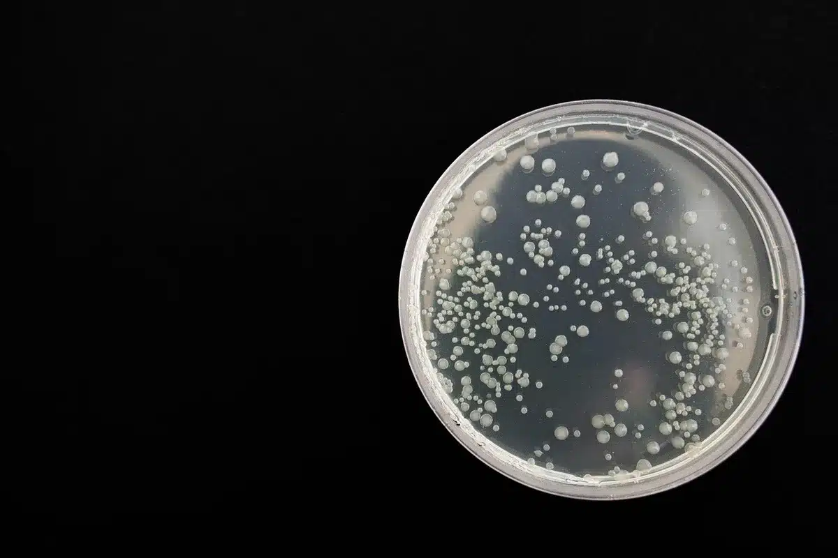 Cellule coltivate in laboratorio osservate al microscopio per analizzare la crescita genetica