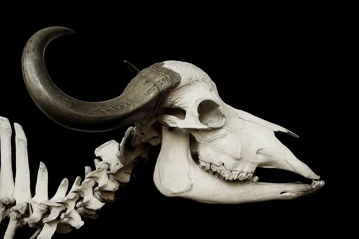 Anatomia del becco e strutture sensoriali di un uccello estinto