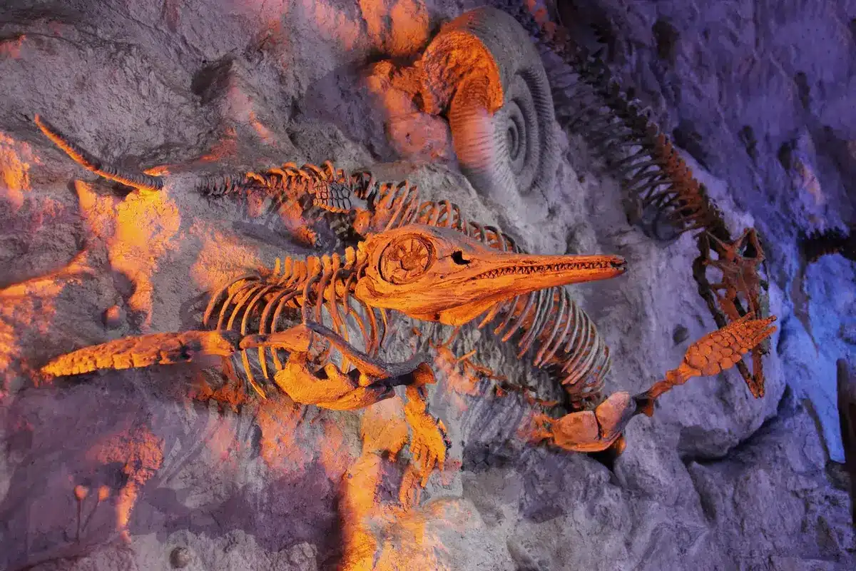 Coproliti fossili e frammenti di conchiglie rinvenuti in giacimenti paleontologici
