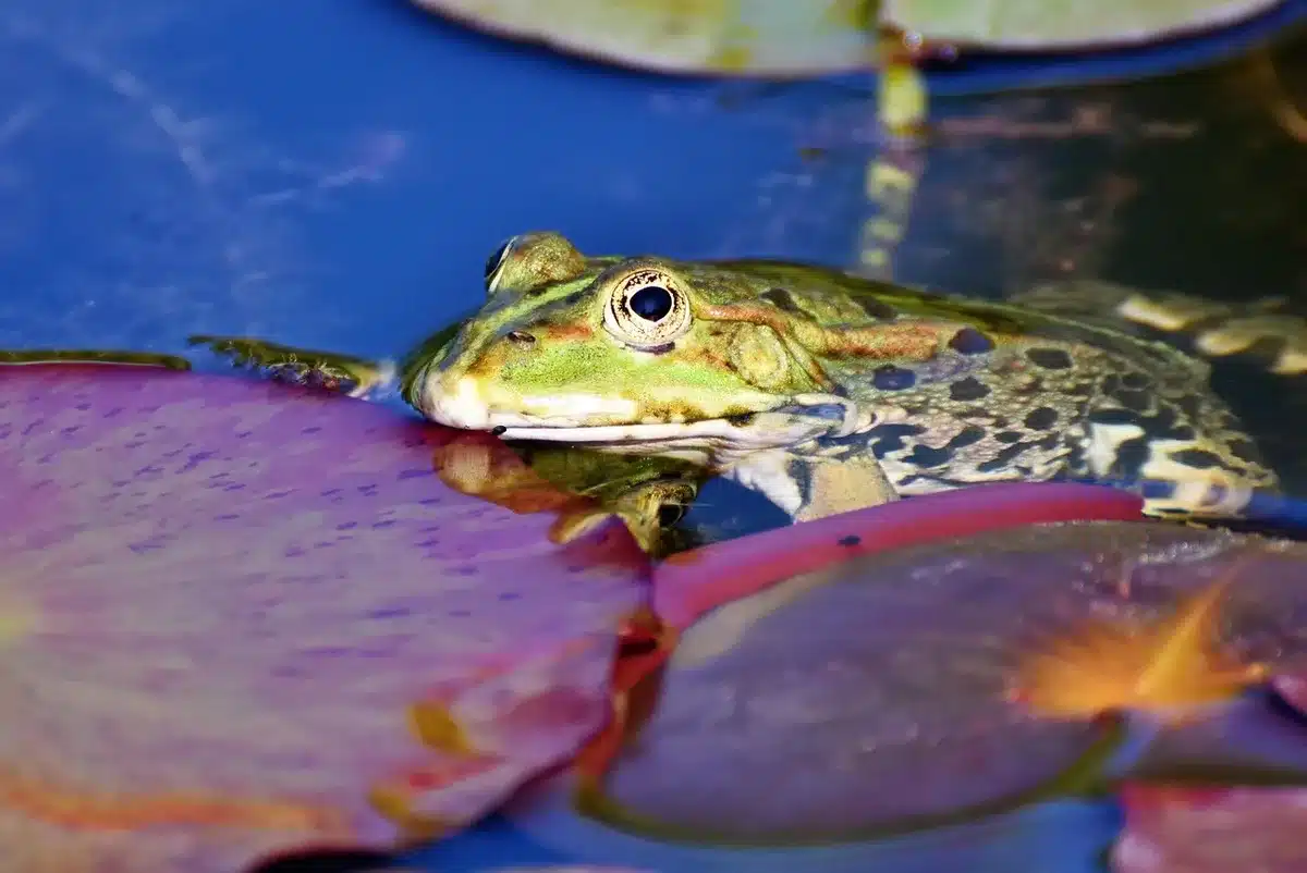 Rospo o rana in ambiente naturale con acqua e vegetazione umida, bioindicatore ecologico