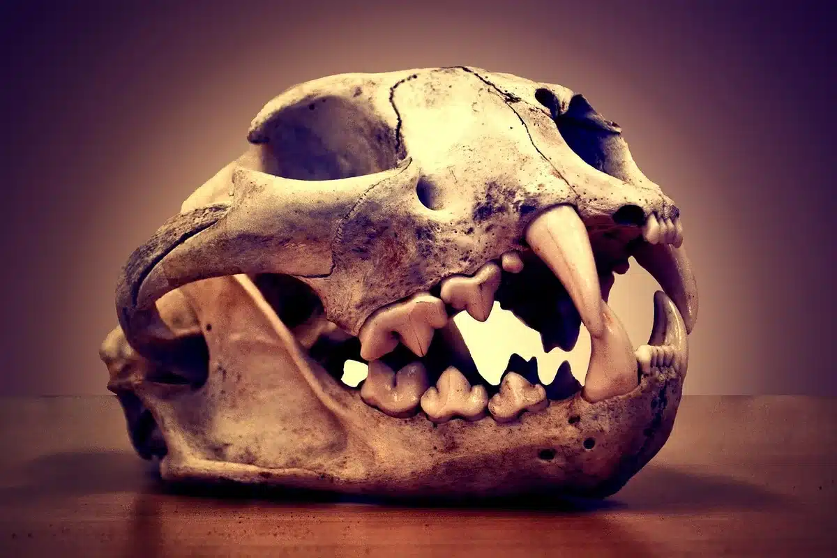 Cranio fossile di Tamirkhan balcarceli con denti e incisivi ben conservati
