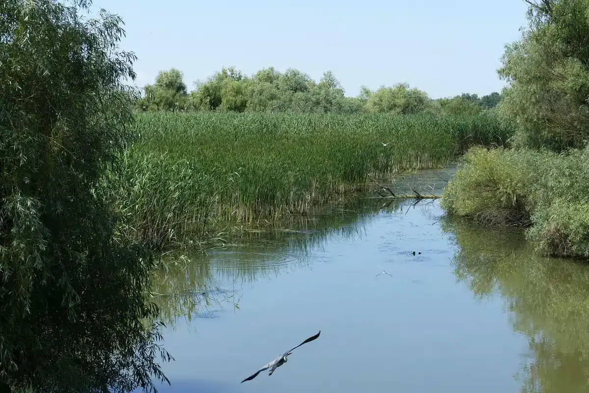 Ricostruzione di un delta costiero paleozoico con acque basse e vegetazione paludosa