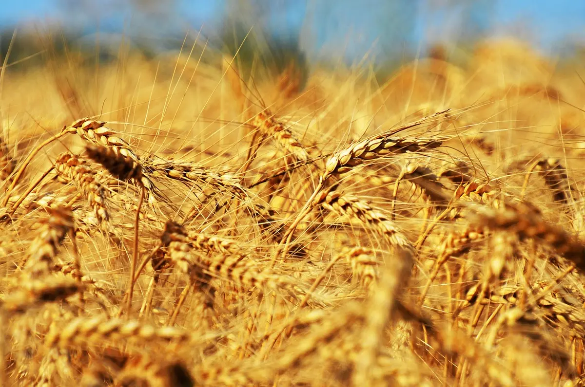 Scavi con resti di cereali e strumenti agricoli antichi