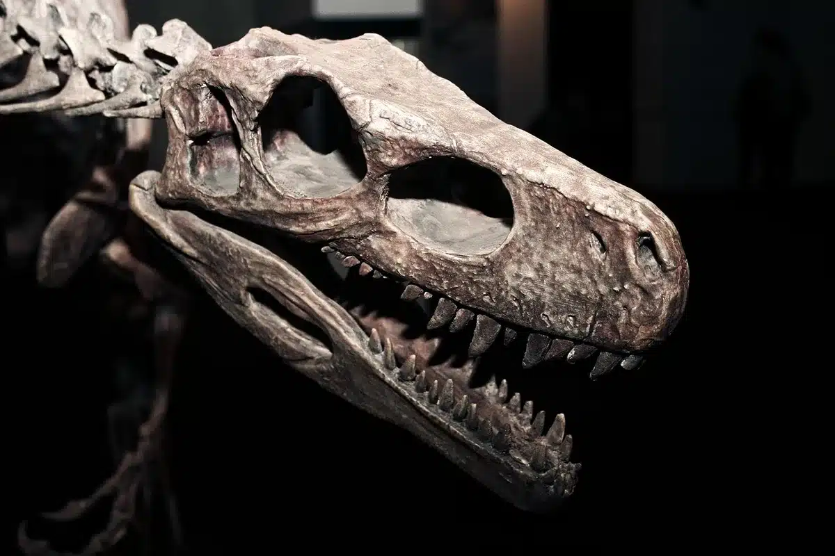 Immagine TC di un osso fossile con dettagli della corticale