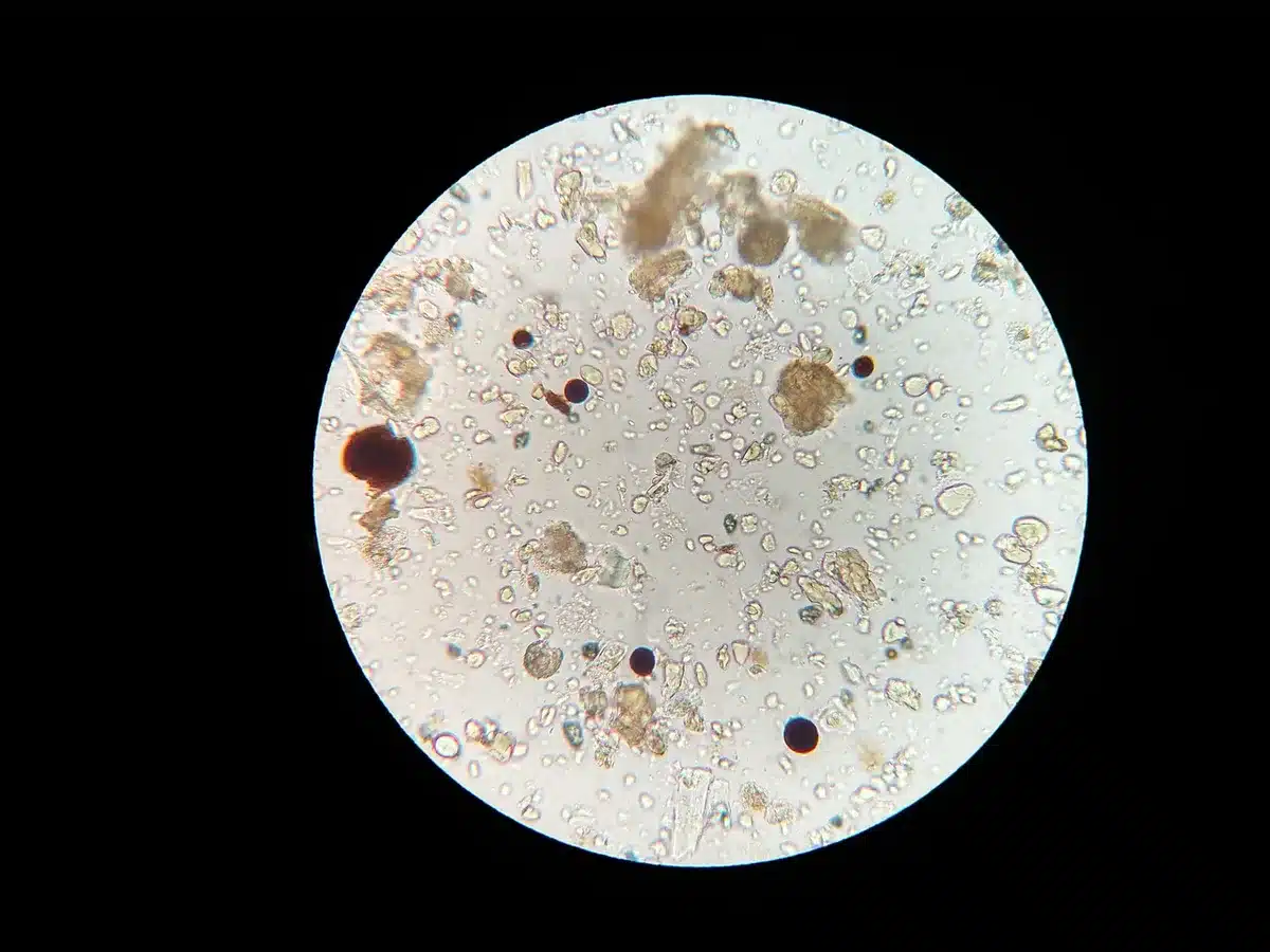 Ricerca di laboratorio con vetreria e campioni vegetali