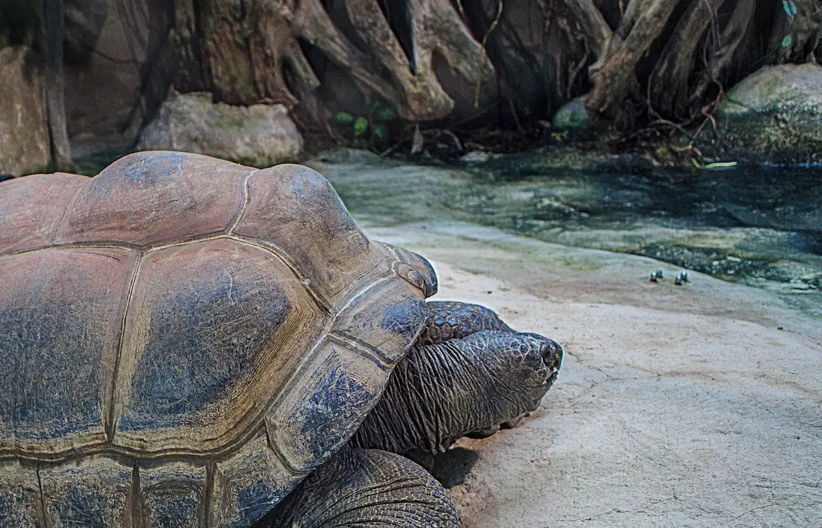 Gruppo di tartarughe giganti che pascolano in una prateria aperta di Aldabra