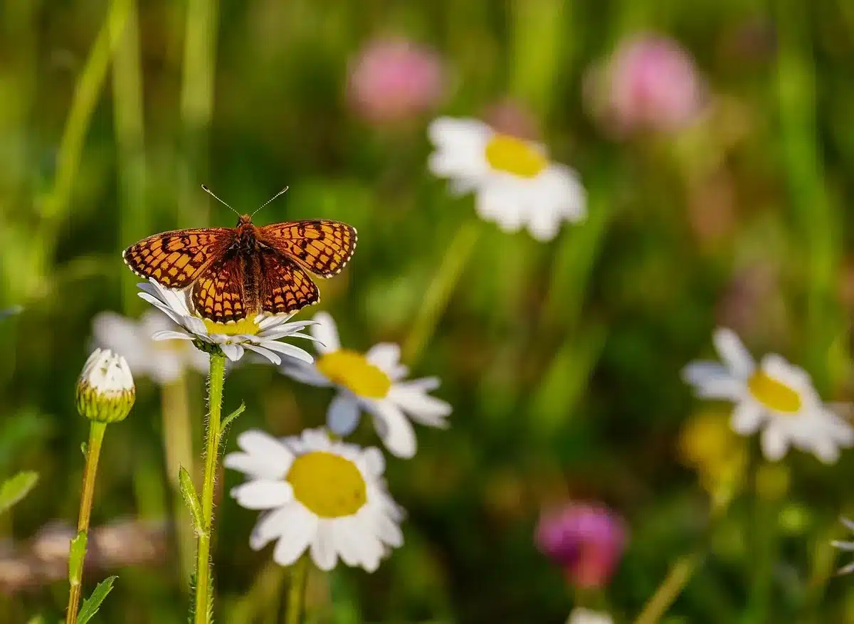 Farfalline dai toni bruni posate su vegetazione rada in area deforestata