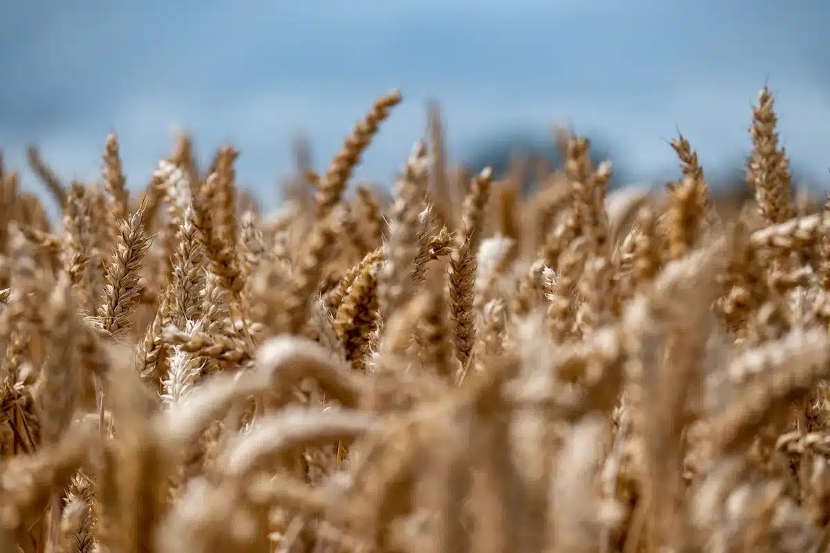 Sistema di irrigazione a goccia in campo agricolo secco