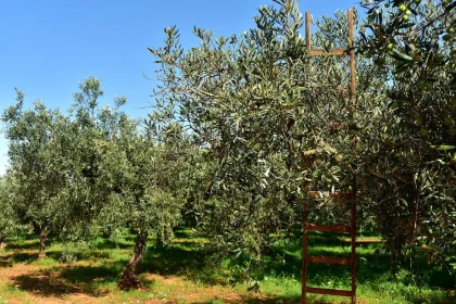 Coltivazione di caffè in un aranceto siciliano, cespugli e ceste di drupe rosse