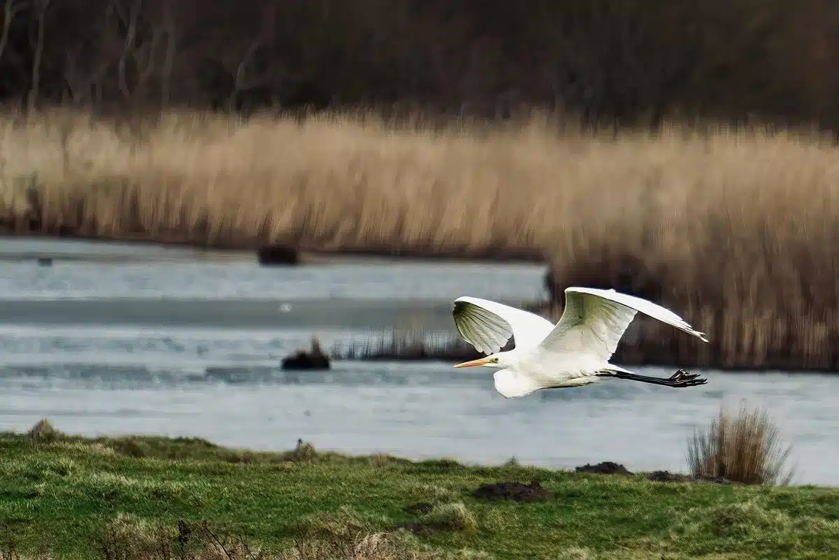 Canneti, salici e corsi d'acqua in ambiente paludoso