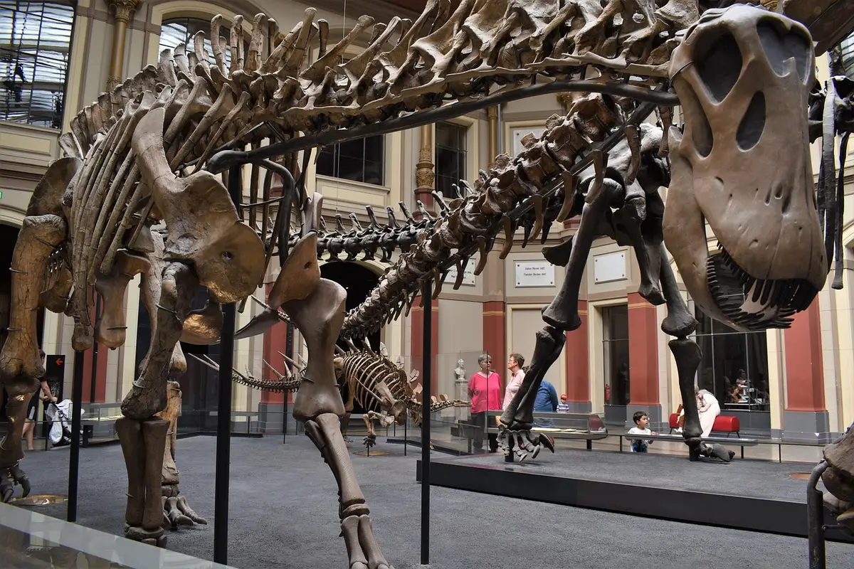 Cassettiere museali aperte con reperti fossilizzati catalogati