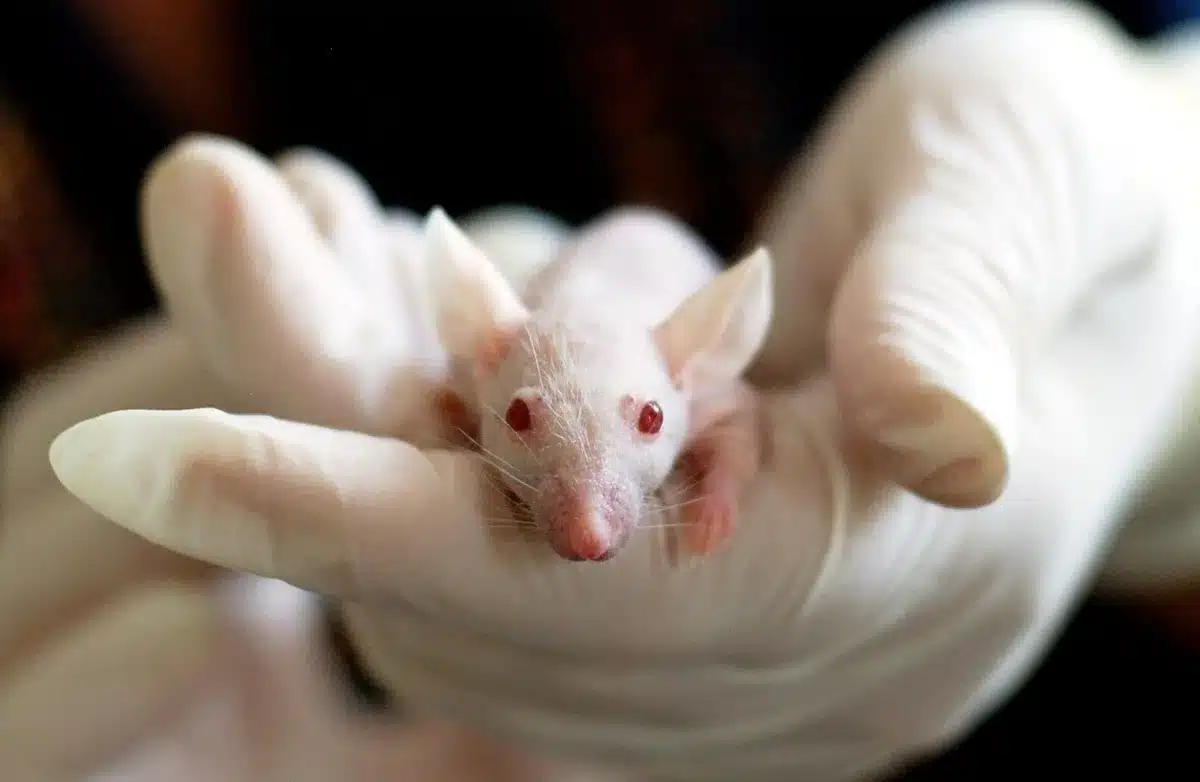 Tecnico in laboratorio che lavora su campioni di DNA antico