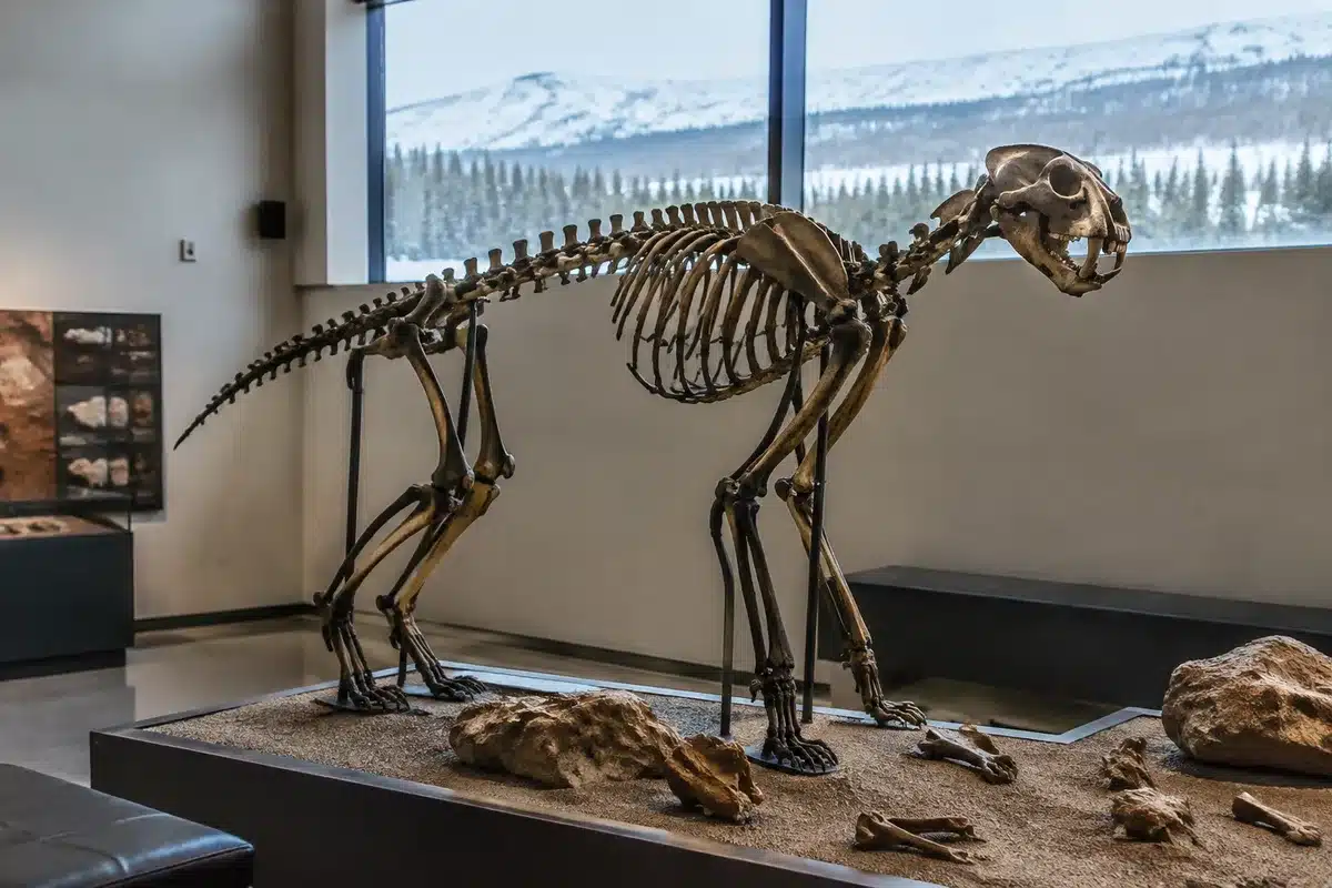 DNA antico ribalta la storia del ghepardo americano