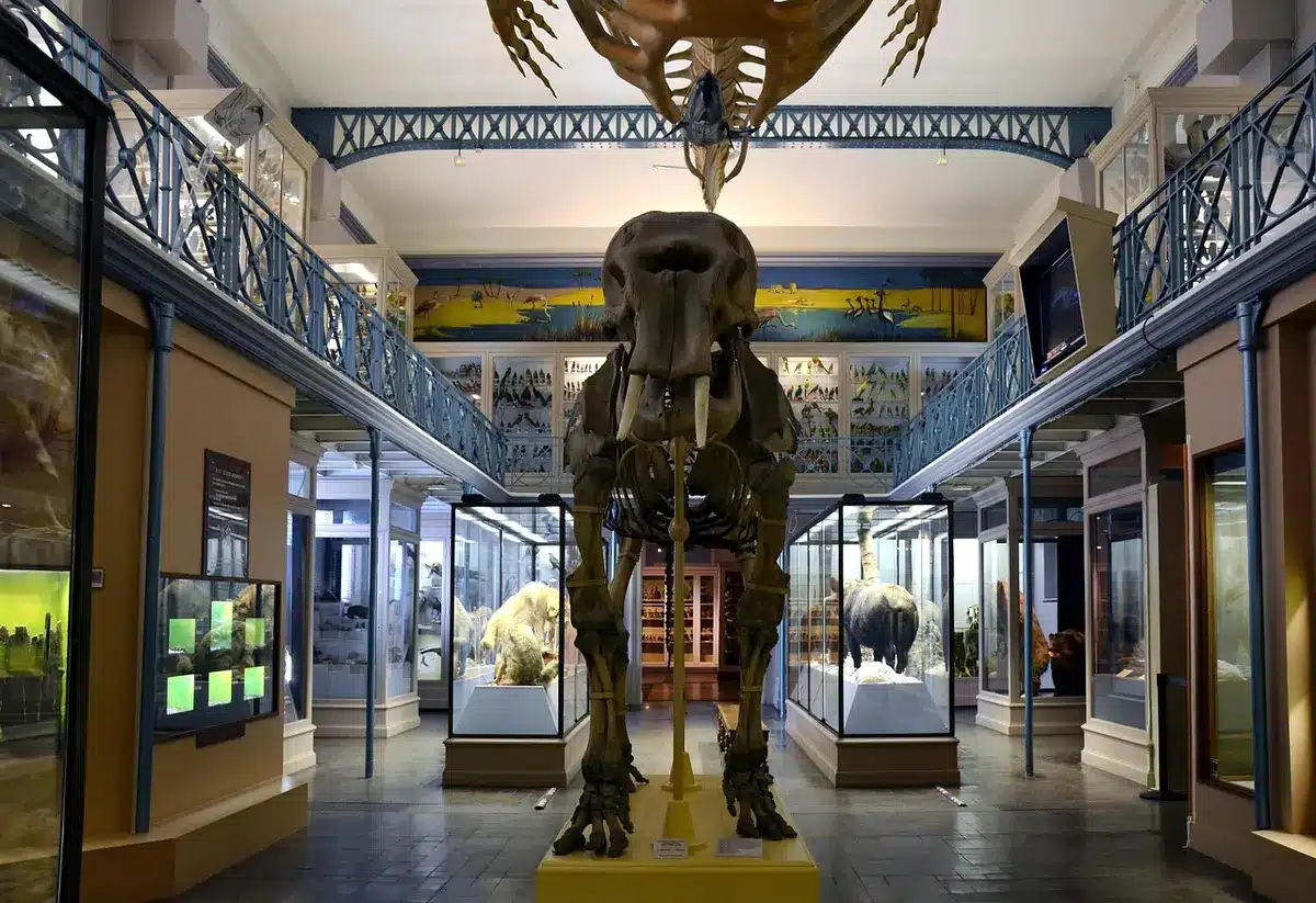Ricostruzione scheletrica di un dicinodonte in museo