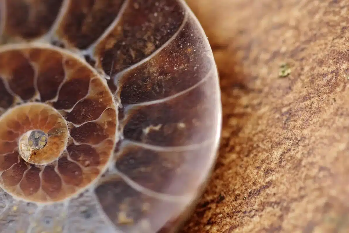 Tecnico che effettua micro-TC su un fossile in laboratorio