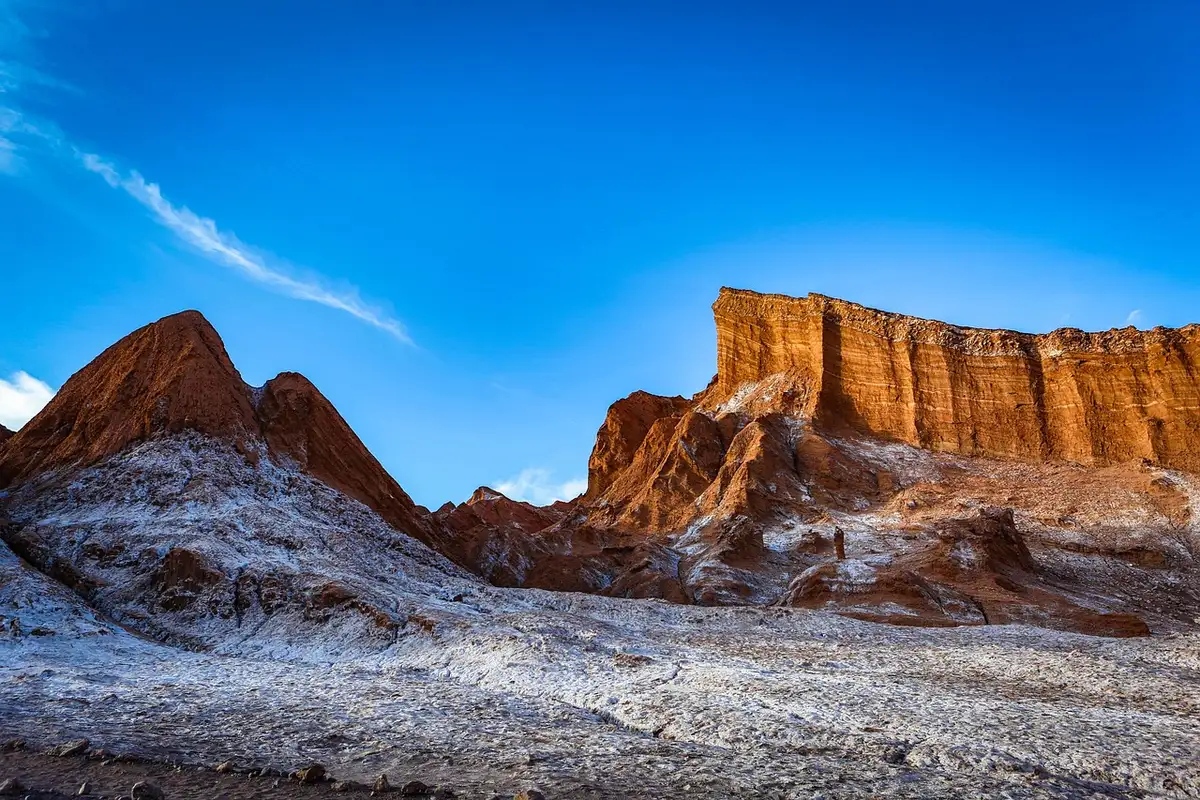 Tappeto di fiori nel deserto di Atacama che copre il terreno arido