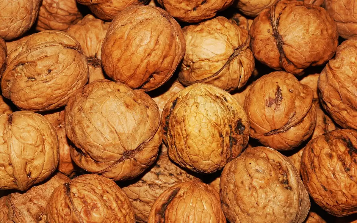 Dettaglio di pergamena antica con fibre visibili