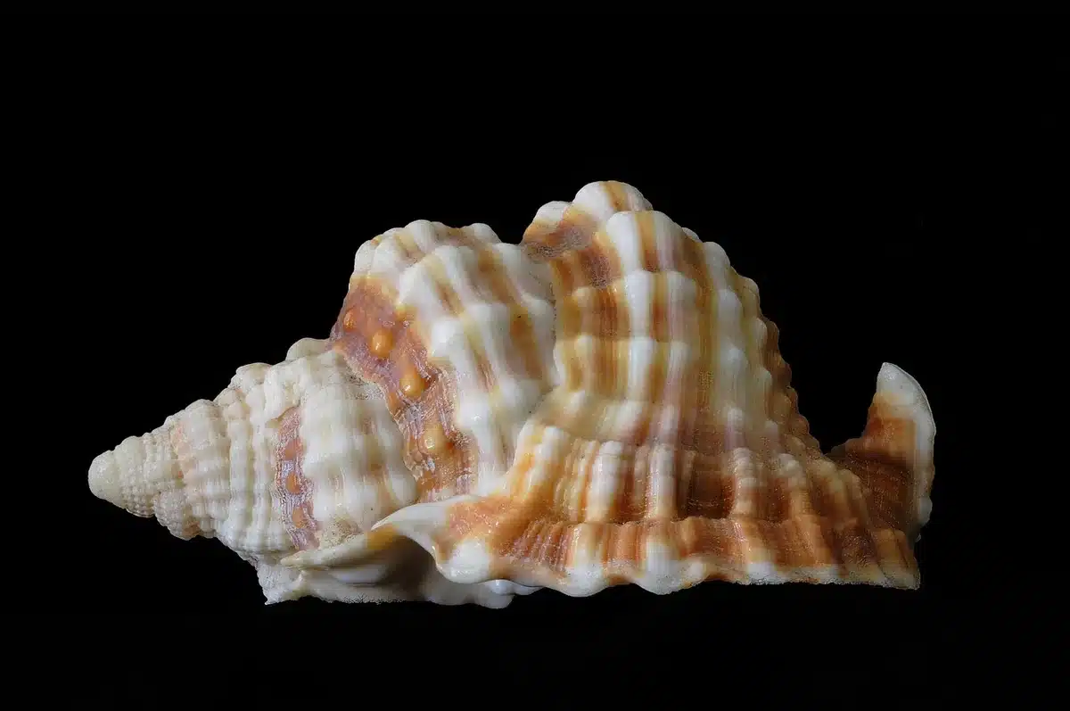 Resti fossili di bivalvi e belemniti all'interno di un pellet fossilizzato